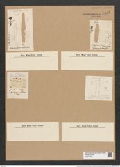 Fragilaria capucina Desm. (de-Toni-Nr.: Genus 73, Species 2734) Zeichnungen Sammlung Grunow Nr. 5585 (NHMW-BOT-W0374058)
